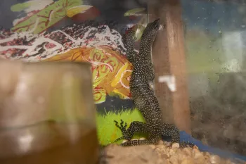 The image depicts a small terrarium housing a lizard, possibly a gecko, which is climbing up the glass wall. 